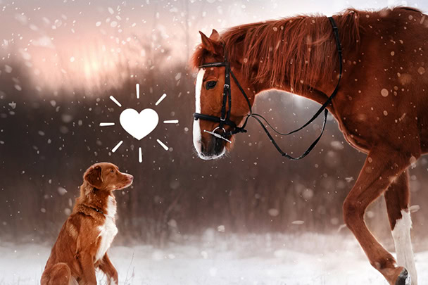 Illustration Photoshop Elements - Premiere Elements 1