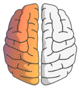 Illustration cerveau